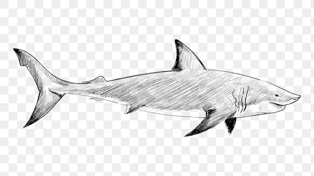 Png Great White Shark  animal illustration, transparent background