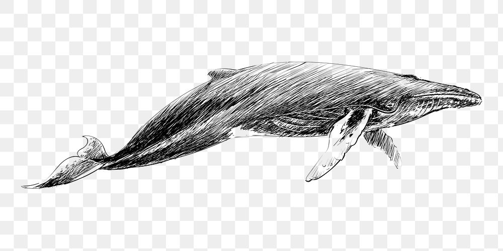 Png Humpback whale  animal illustration, transparent background