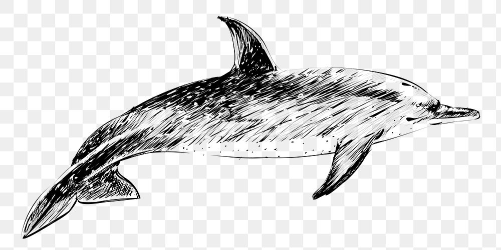 Png Dotted dolphin  animal illustration, transparent background