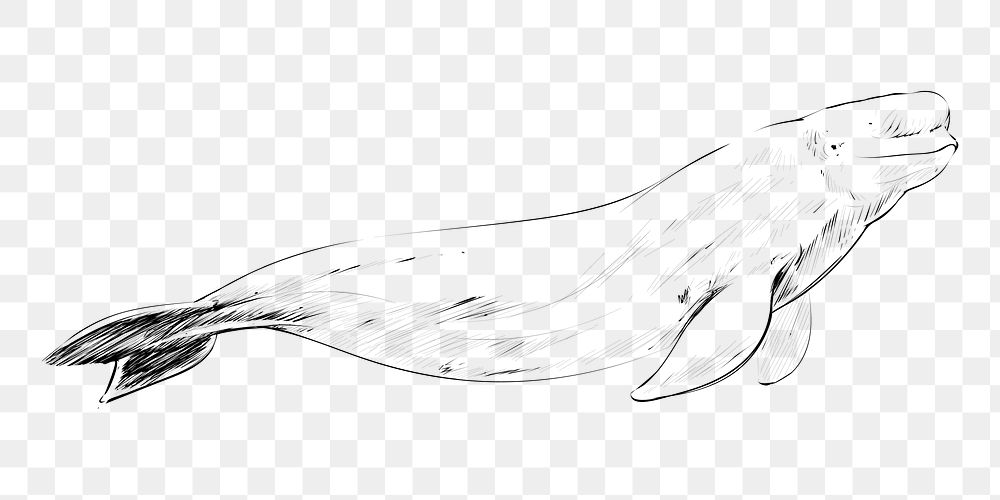 Png Beluga whale  animal illustration, transparent background