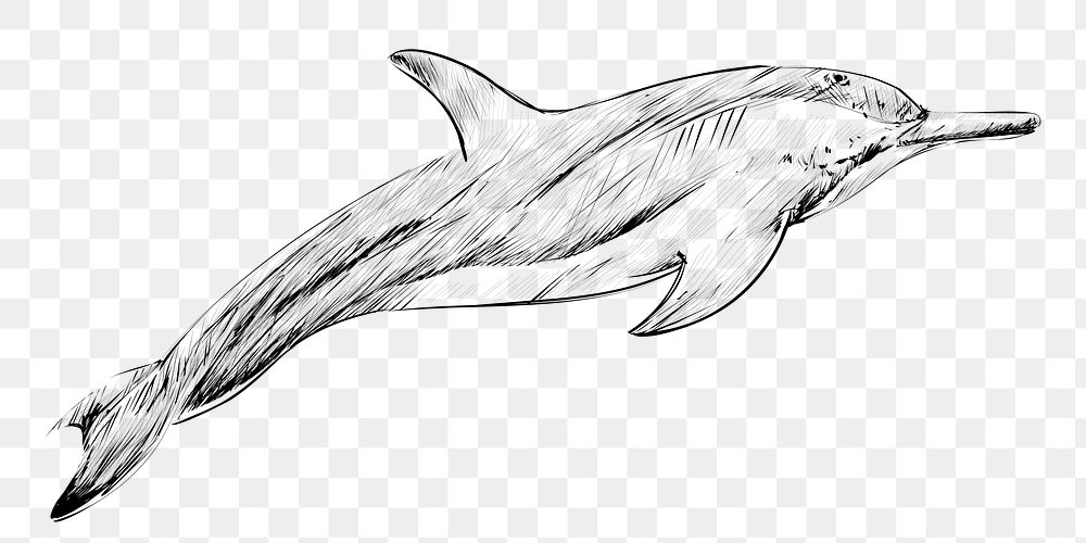 Png Dwarf Spinner dolphin  animal illustration, transparent background