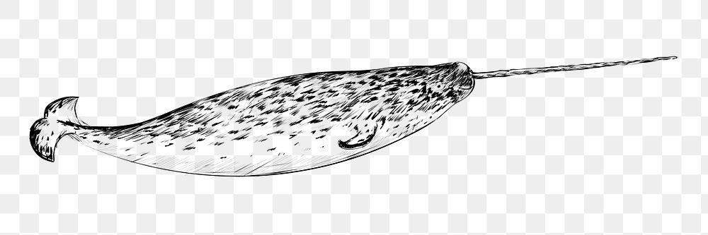 Png Narwhal  animal illustration, transparent background