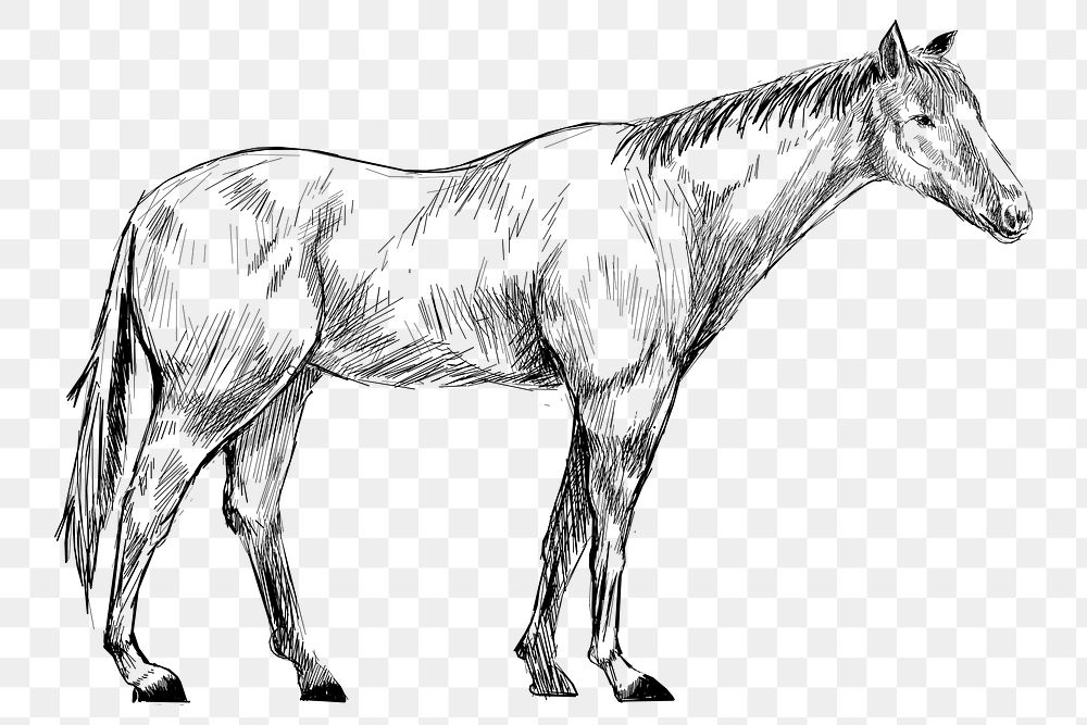 Png horse sketch  animal illustration, transparent background