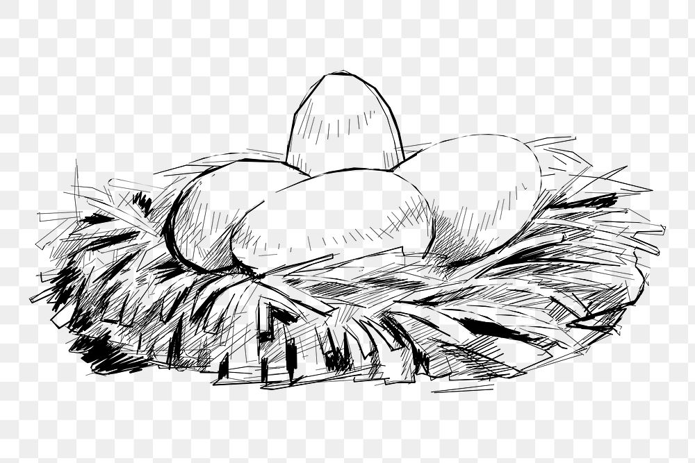 Png eggs nest sketch  animal illustration, transparent background