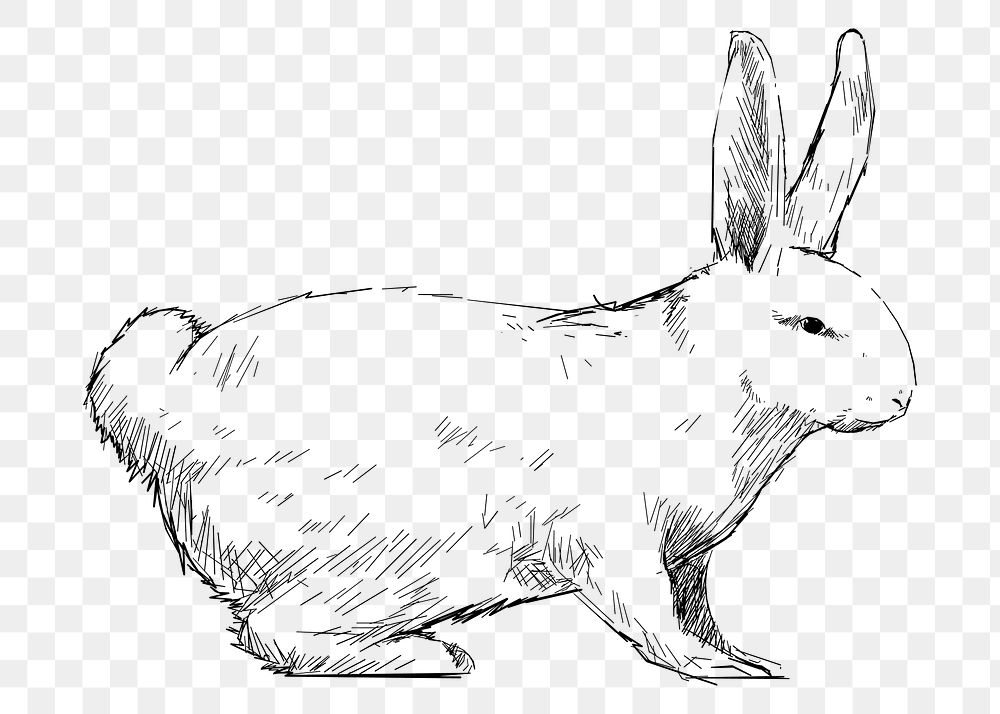 Png rabbit sketch  animal illustration, transparent background