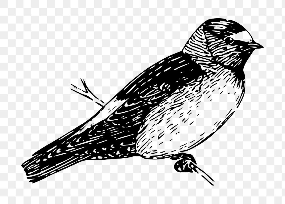 Bird  png clipart illustration, transparent background. Free public domain CC0 image.