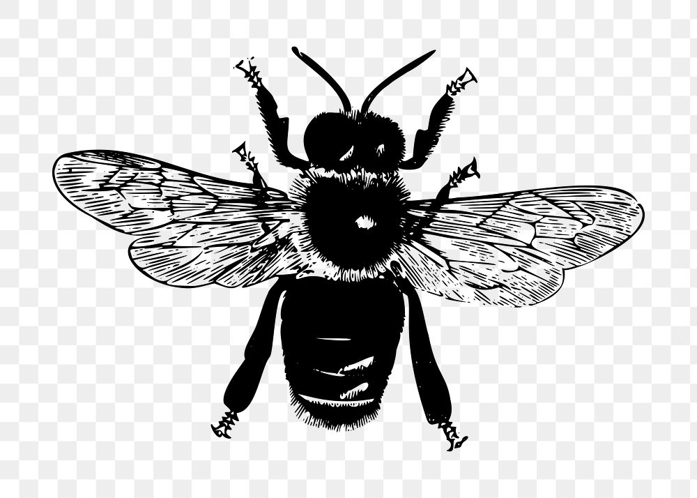 Bee png illustration, transparent background. Free public domain CC0 image.