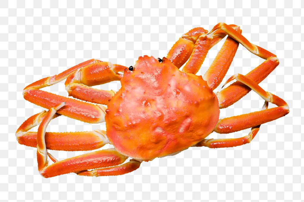 King crab png sticker, transparent background
