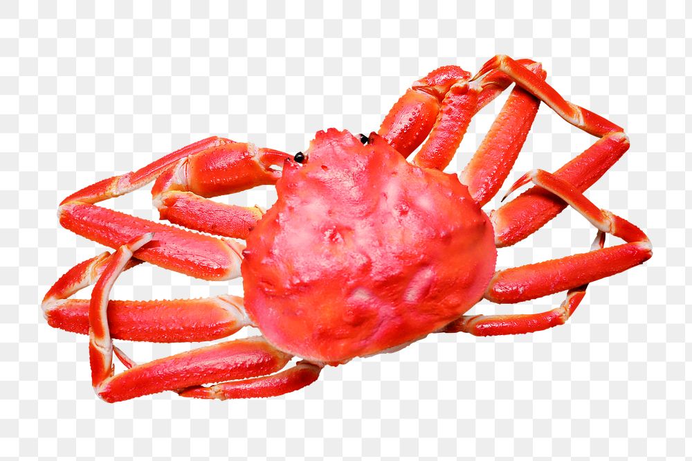 King crab png sticker, transparent background