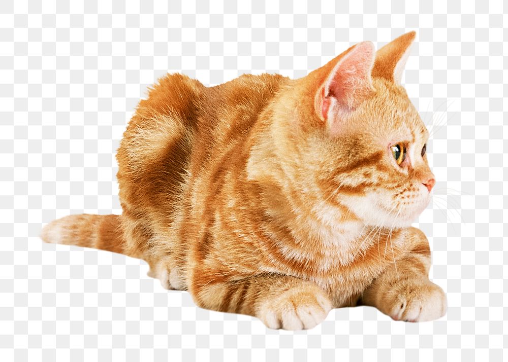Ginger cat png sticker, transparent background