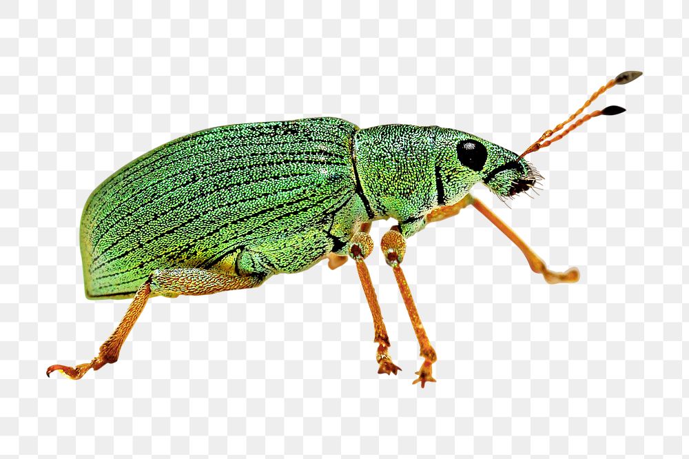 Leaf weevil png sticker, transparent background