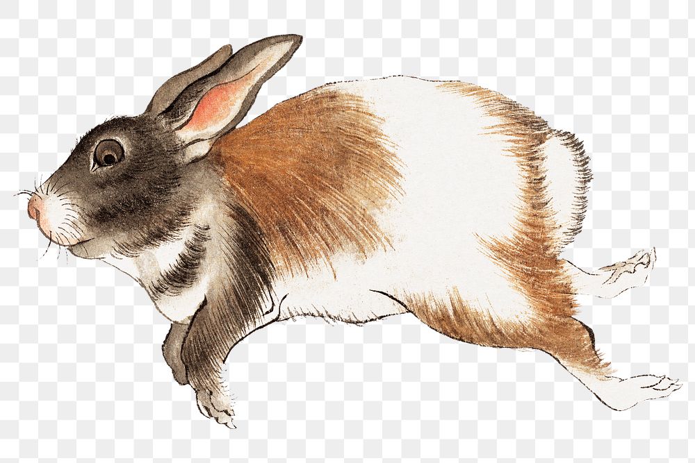 Japanese hare png on transparent background.    Remastered by rawpixel. 