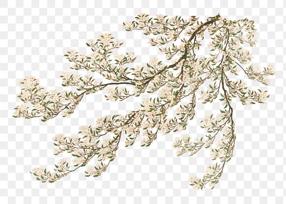 Japanese cherry blossom png on transparent background.    Remastered by rawpixel. 