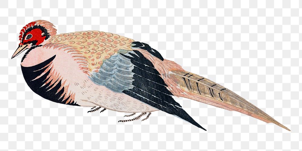 Japanese pheasant png on transparent background.    Remastered by rawpixel. 