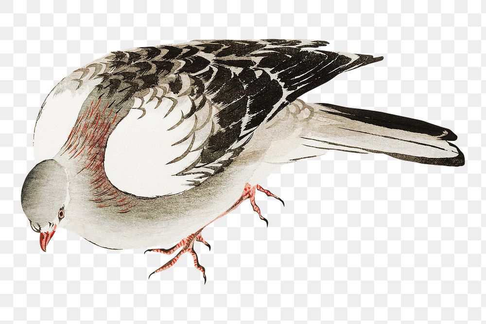 Vintage pigeon png on transparent background.    Remastered by rawpixel. 