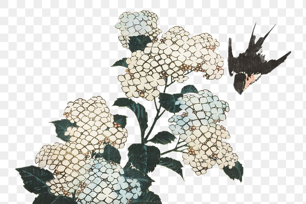 Hokusai's hydrangea and swallow png on transparent background.    Remastered by rawpixel. 