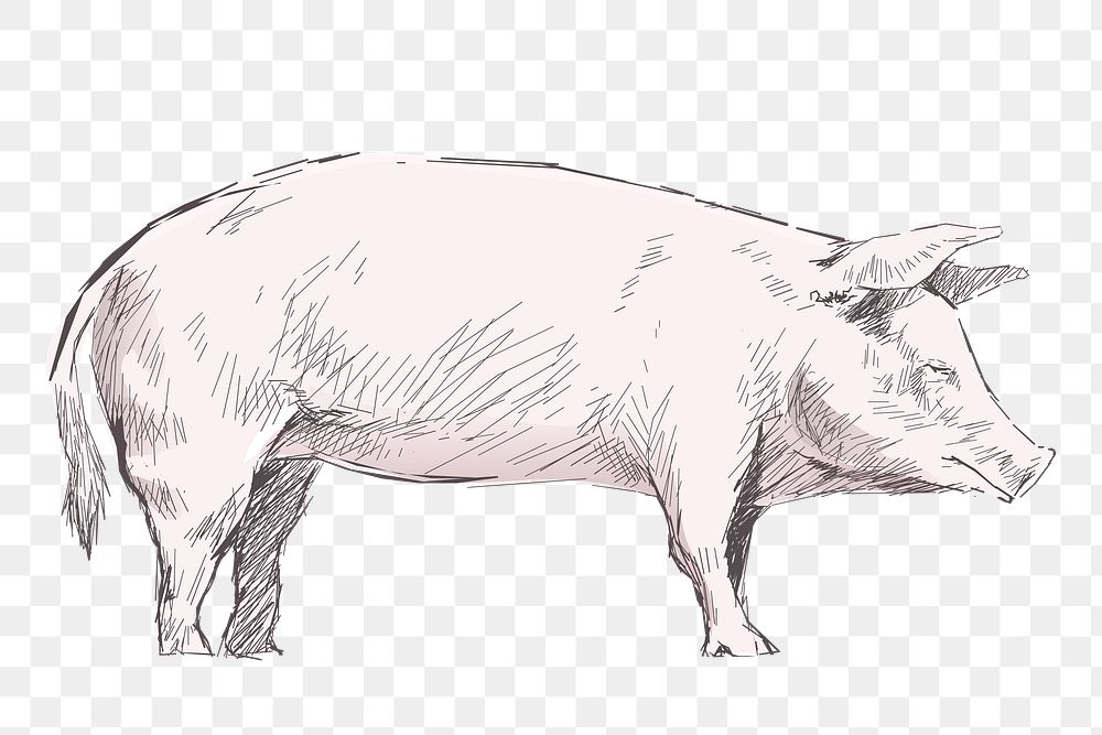 Png pig  animal illustration, transparent background