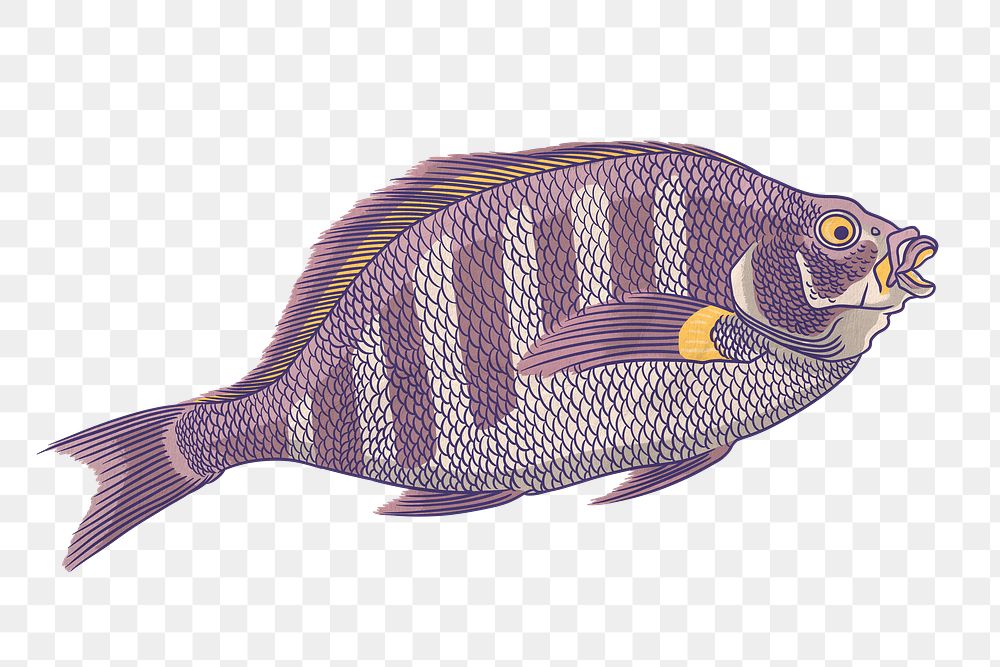 Sheepshead fish png sticker, vintage animal illustration, transparent background