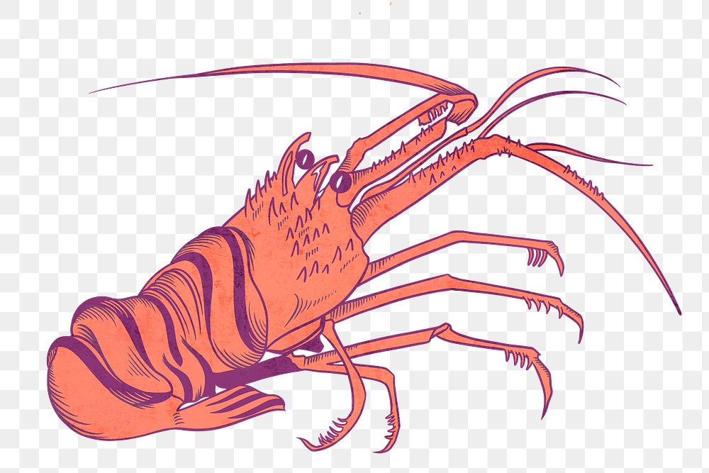 Vintage lobster png sticker, sea animal illustration, transparent background
