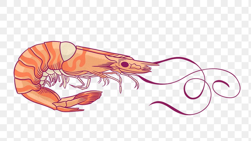 Vintage prawn png sticker, sea animal illustration, transparent background