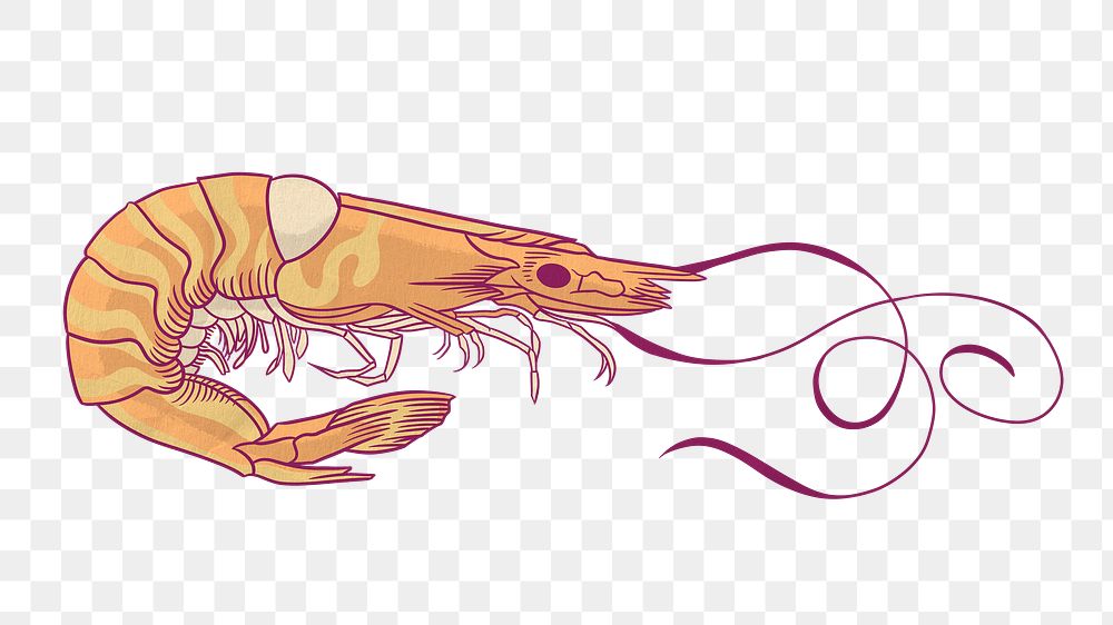 Vintage prawn png sticker, sea animal illustration, transparent background