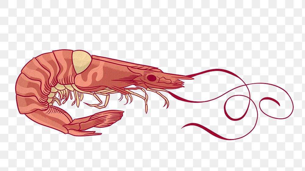 Vintage prawn png sticker, sea animal illustration, transparent background