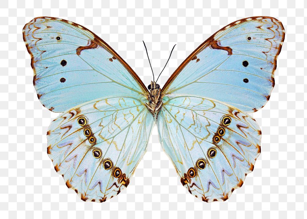 Blue butterfly png sticker, transparent background 