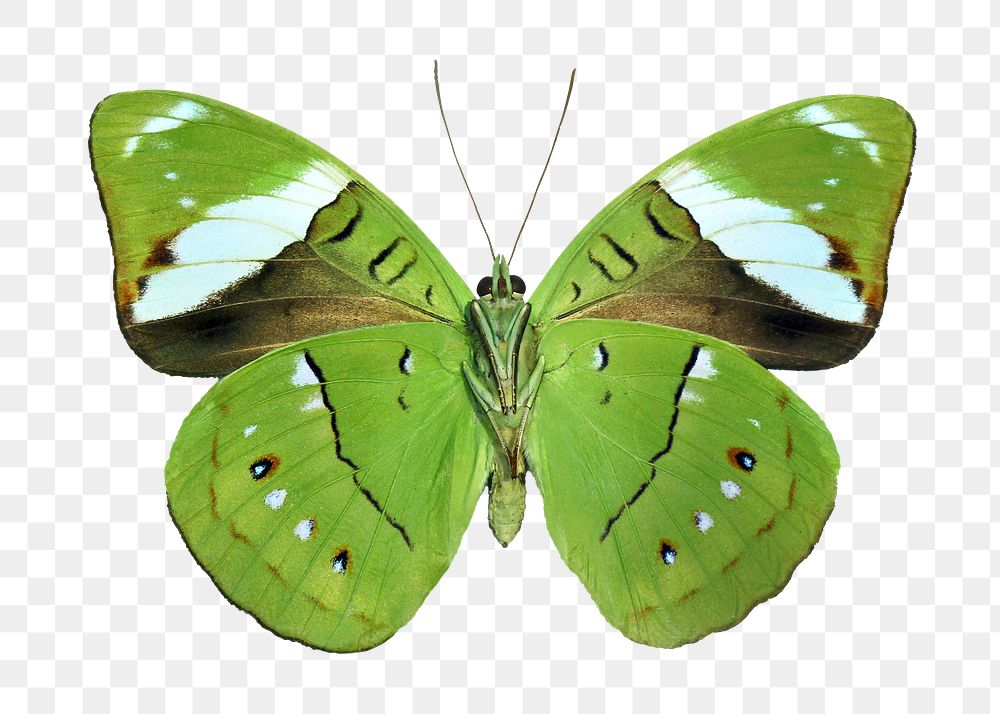 Green butterfly png sticker, transparent background 