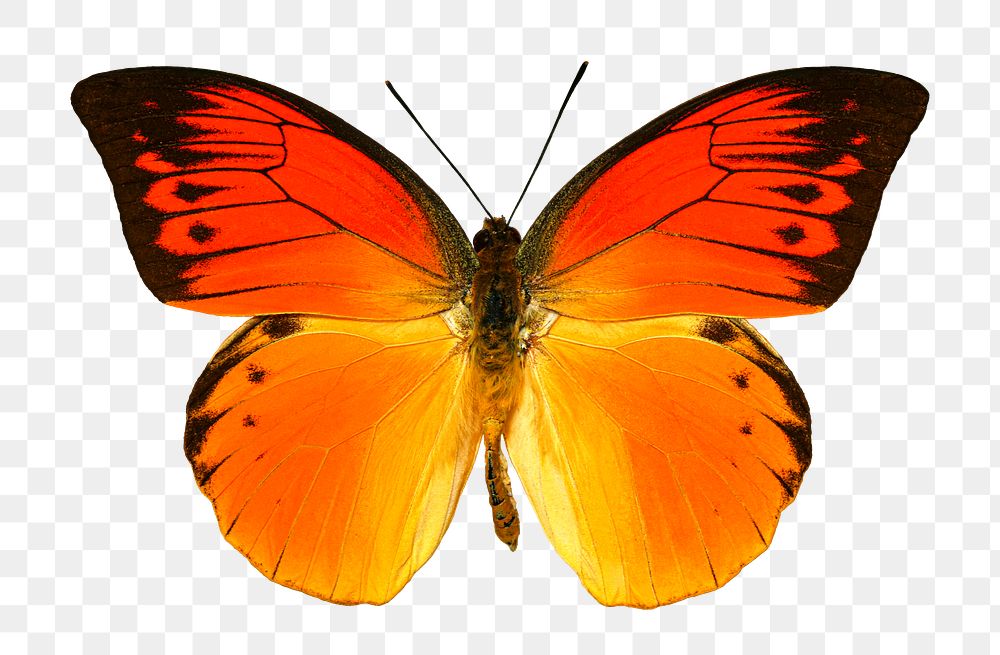 Orange butterfly png sticker, transparent background