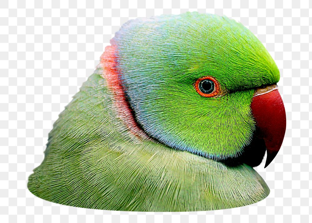 Png rose-ringed parakeet bird sticker, transparent background
