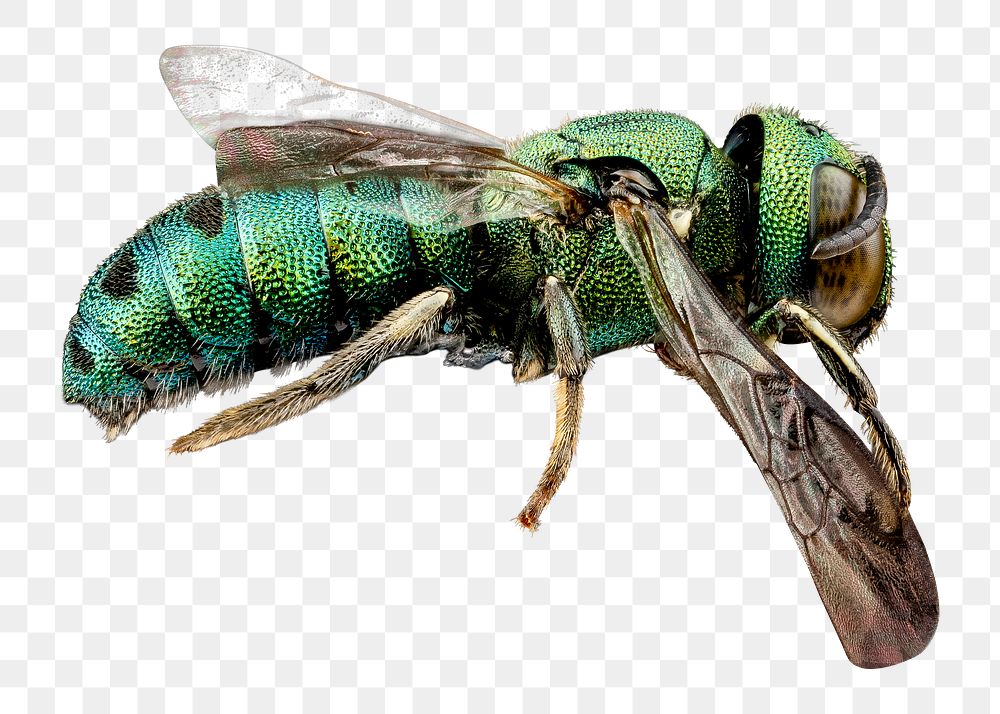 Green wasp png sticker, transparent background