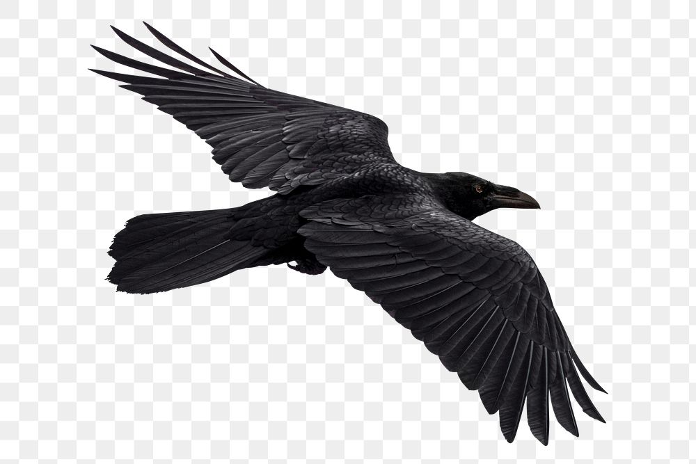 Png flying Raven bird sticker, transparent background