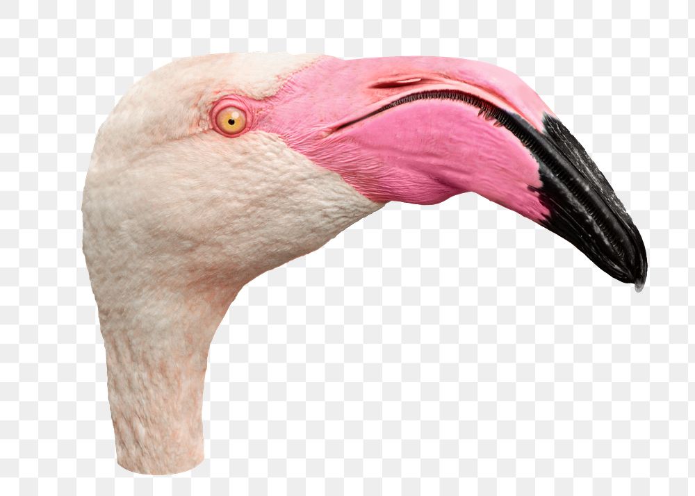 Flamingo head png bird sticker, transparent background