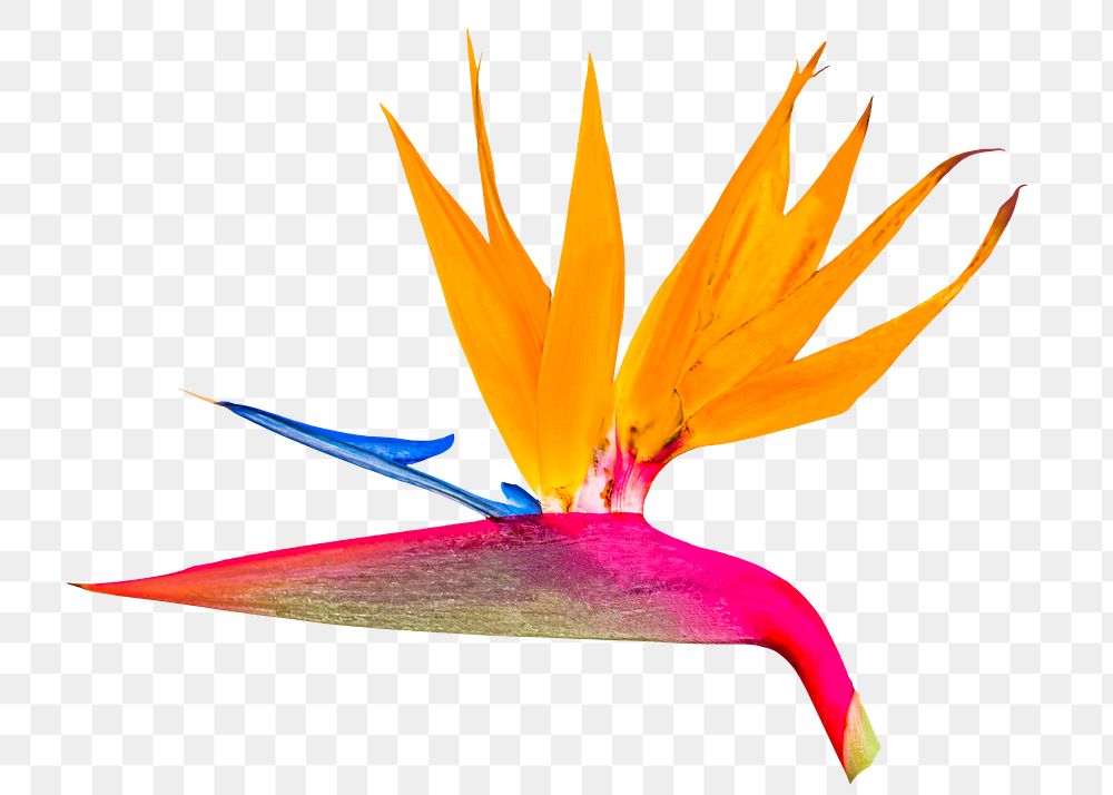 Bird of paradise png sticker, transparent background 