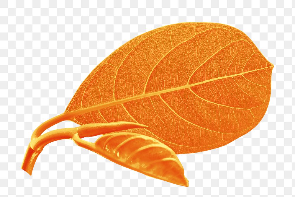 Orange leaf png sticker, transparent background