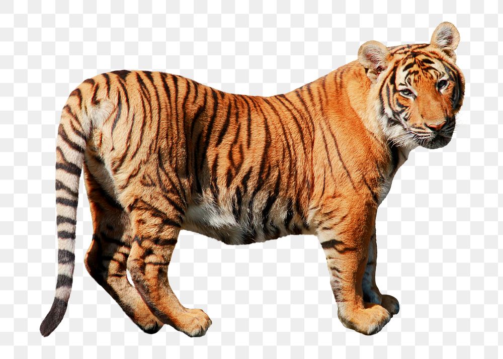 Tiger png sticker, wild animal, transparent background