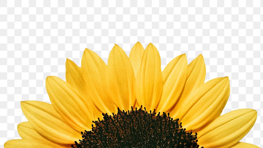 Sunflower png border sticker, flower on transparent background