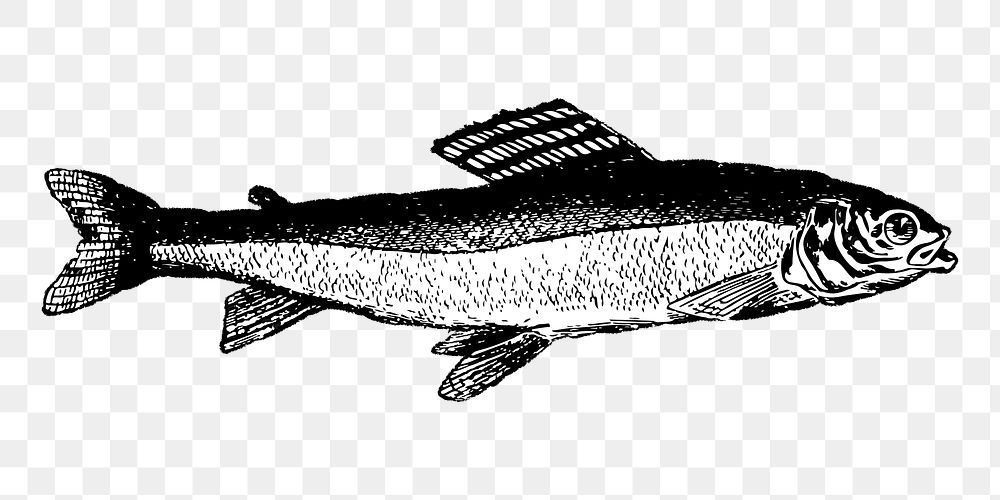 Vintage grayling fish png drawing sticker, transparent background