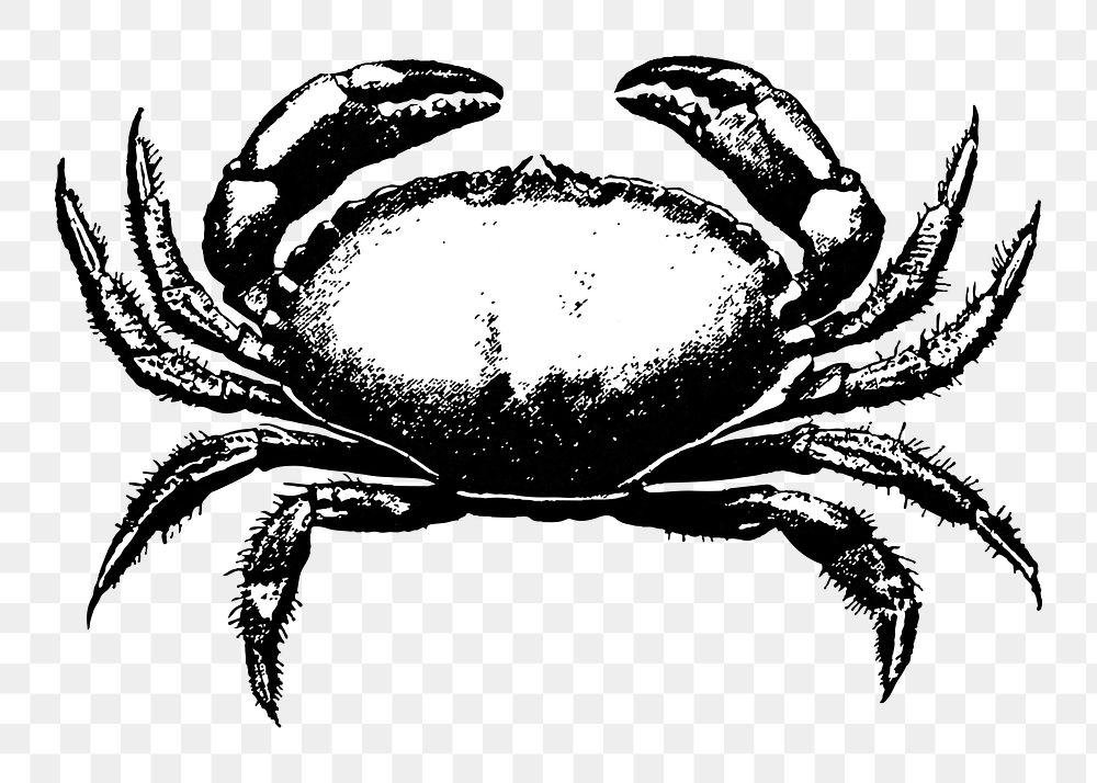 Vintage crab png drawing sticker, transparent background
