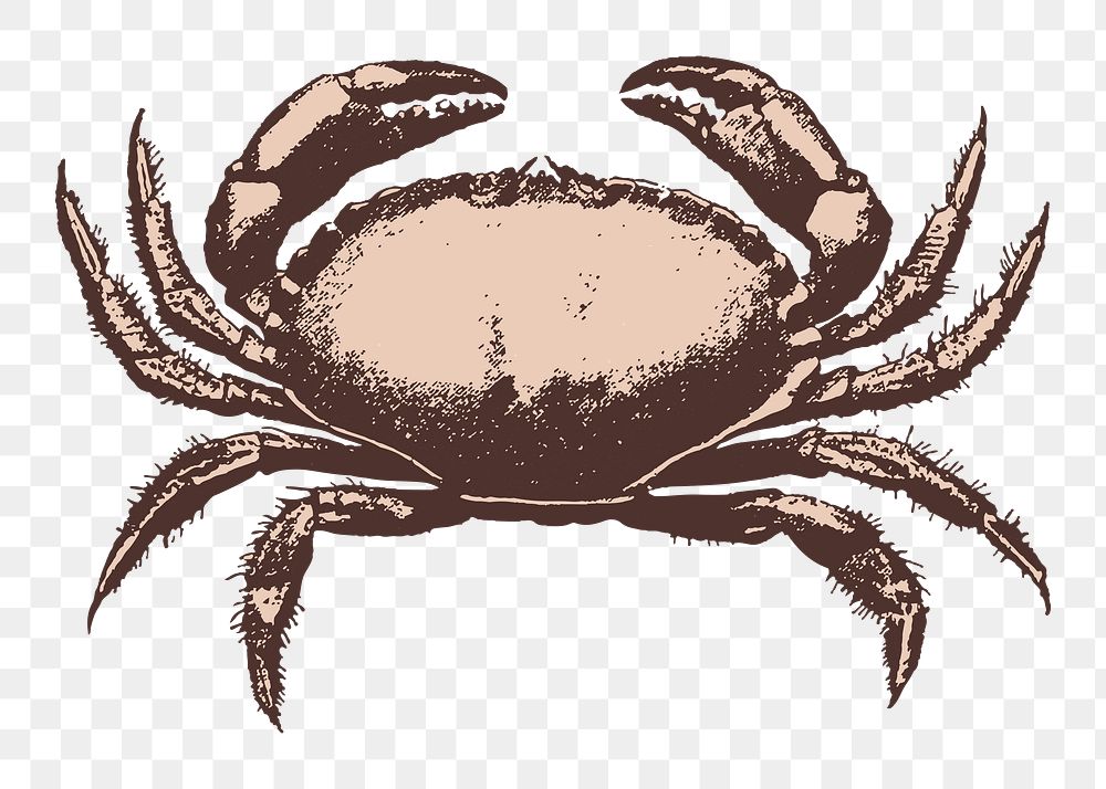 Retro crab png drawing sticker, transparent background