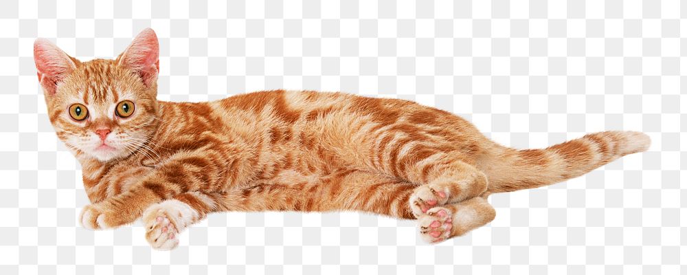 Ginger  cat  png sticker, transparent background 