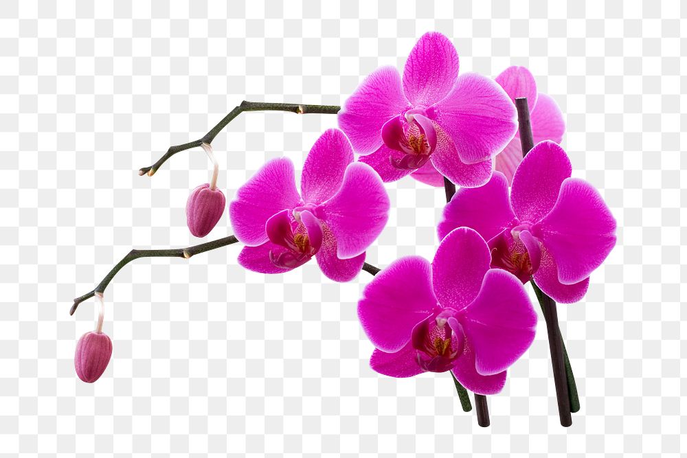 Pink orchid png sticker, transparent background 