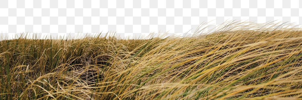 Windy grass field png border, landscape photo, transparent background