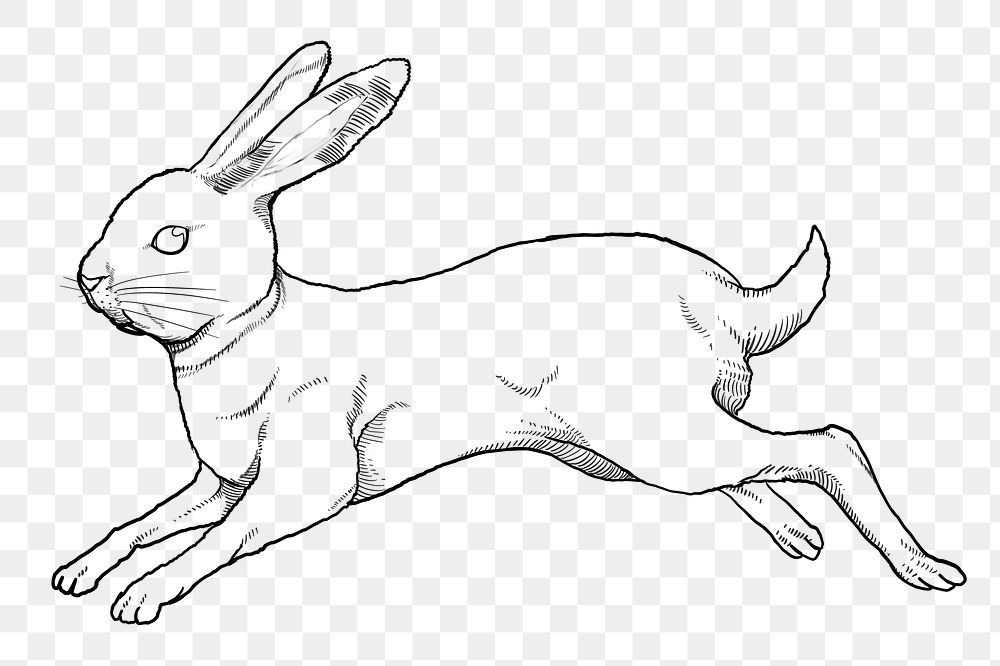Jumping rabbit png sticker, Chinese zodiac animal, line art illustration, transparent background