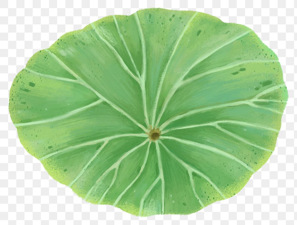 Lotus leaf png sticker, botanical illustration, transparent background