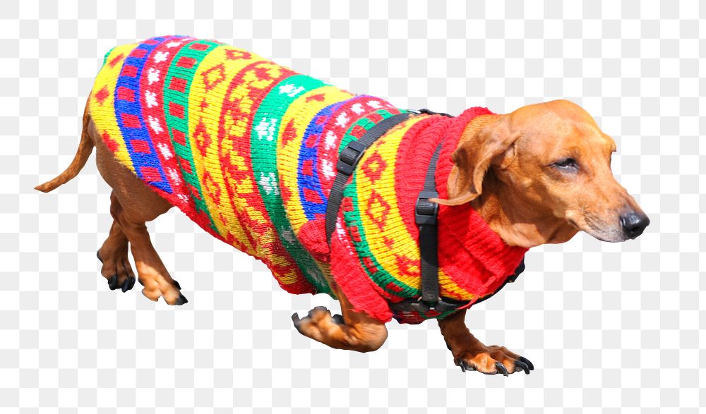 Cool dachshund png wearing sweater, dog sticker, transparent background