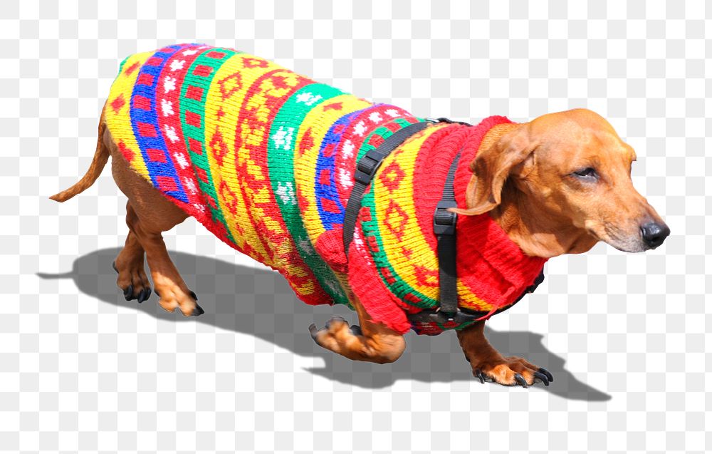 Dachshund png dog in sweater sticker, transparent background