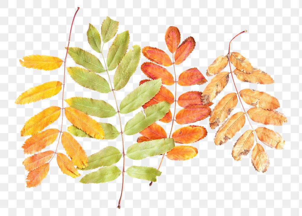 Autumn leaves png sticker, transparent background