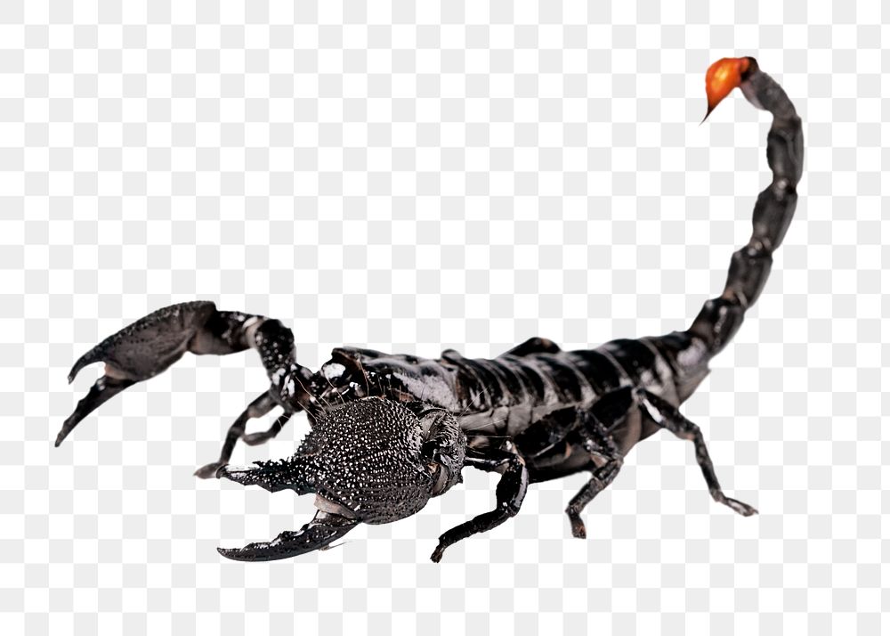 Scorpion png animal sticker, transparent background