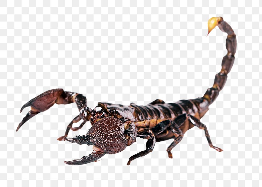 Scorpion animal png sticker, transparent background